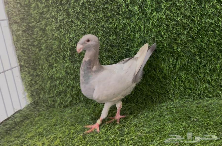 للبيع بيوتي هومر64253730245122111