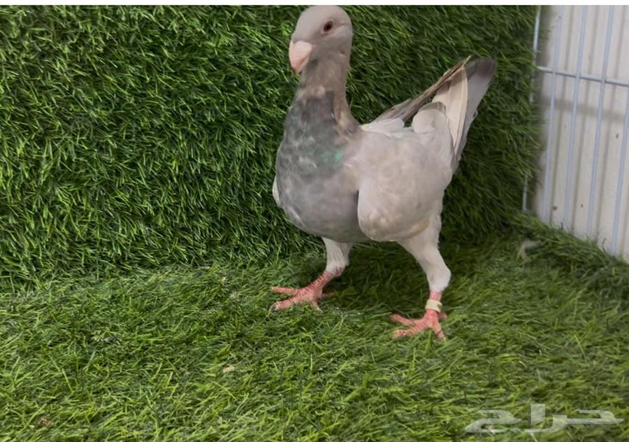 للبيع بيوتي هومر64253730245122110