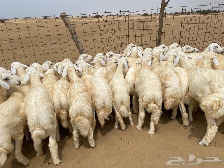 طليان حريه طيبه 50 (تم البيع )64238371665409110