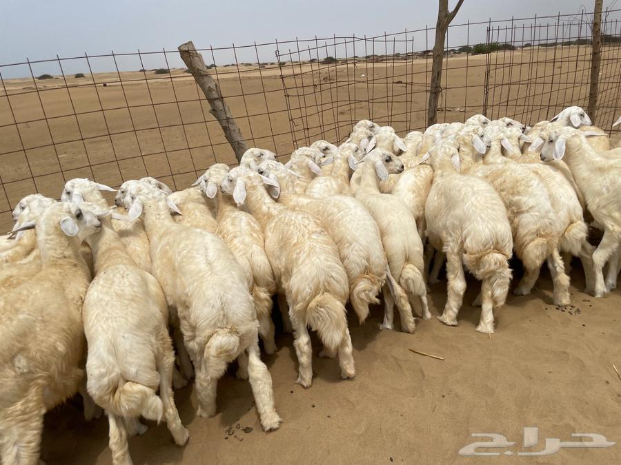 طليان حريه طيبه 50 (تم البيع )64238371665409111