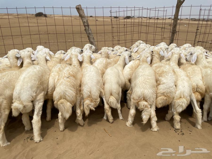 طليان حريه طيبه 50 (تم البيع )64238371665409112