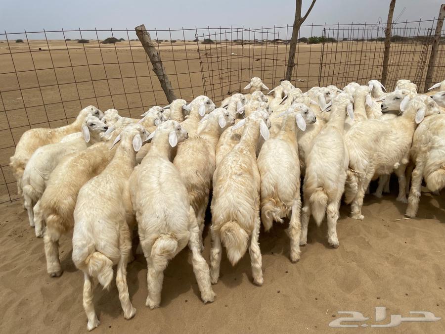 طليان حريه طيبه 50 (تم البيع )64238371665409113