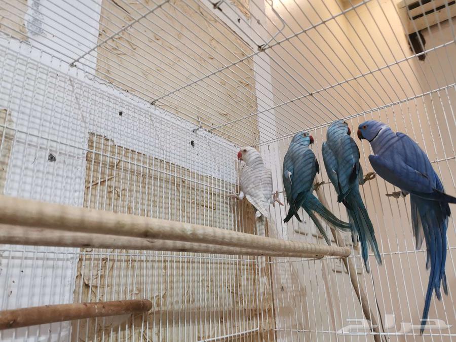 للبيع اجوز بيابي الاحساء64250610810242110