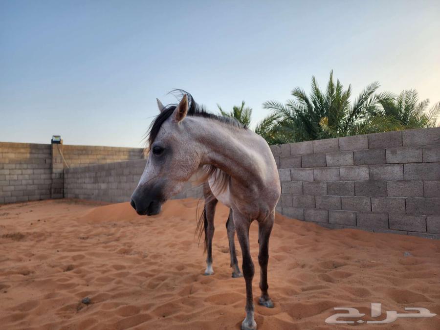 للبيع فرس بوني64250928028034110