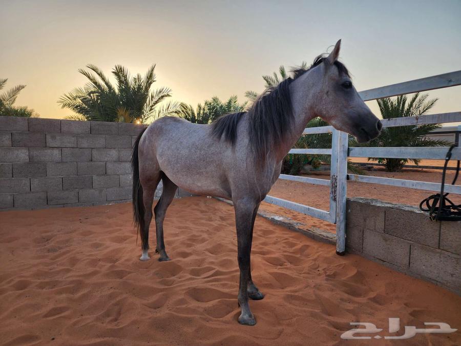 للبيع فرس بوني64250928028034111