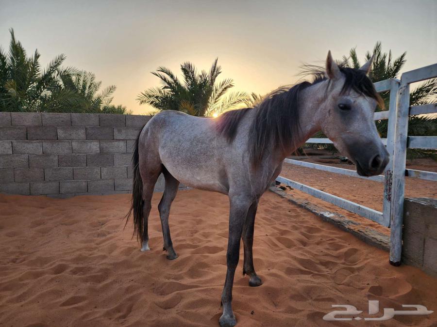 للبيع فرس بوني64250928028034112