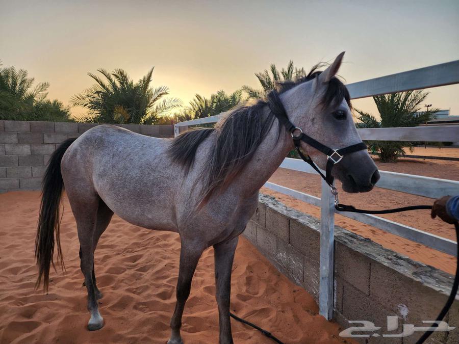 للبيع فرس بوني64250928028034113