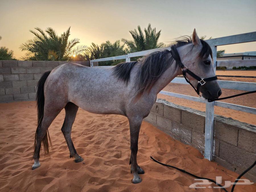 للبيع فرس بوني64250928028034114
