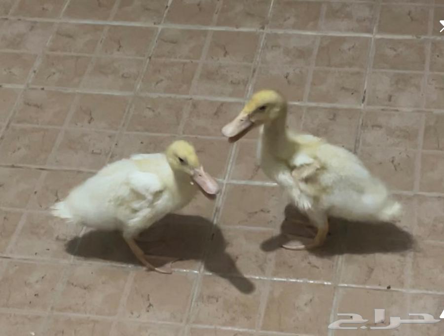 للبيع بط بكيني (عمر صغير   Juveniles)64242811982211111