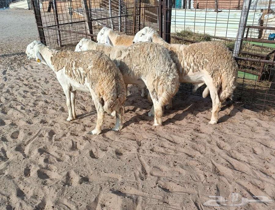 4 camels of Halal Al-Sayad's breed in Al Majma'ah - Price available64247934333826110