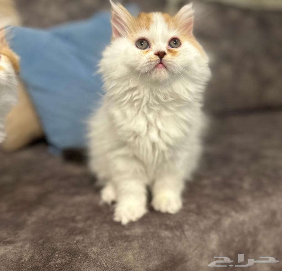 للبيع انثى هاف بيكي64246493159299111