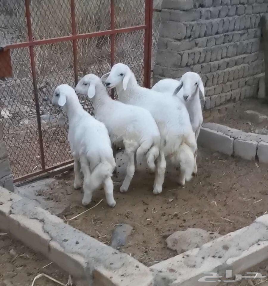 للبيع 4 طليان64236087415811110