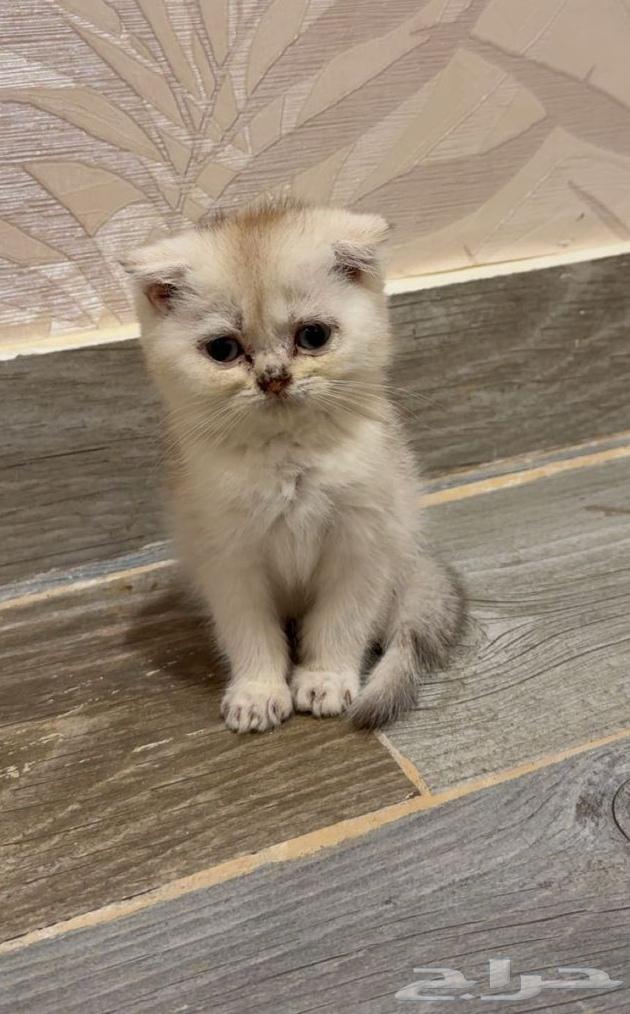 قط صغير مميز وانتاج جميل64261346629251111