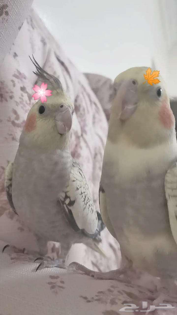 جوز كروان كوكتيل اليف للبيع64456476296065114