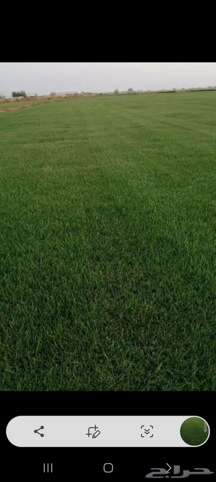 Natural C2000 Grass, First Grade, Excellent and Free from Mixing64466179109122110