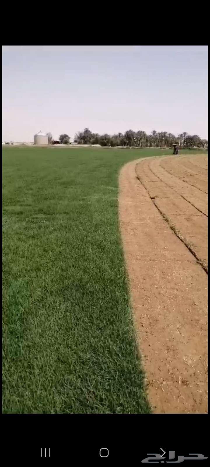 Natural C2000 Grass, First Grade, Excellent and Free from Mixing64466179109122112