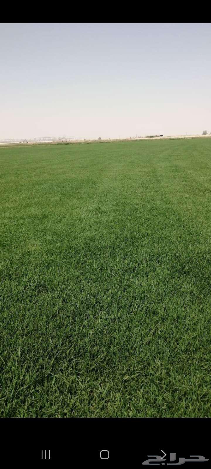 Natural C2000 Grass, First Grade, Excellent and Free from Mixing64466179109122111