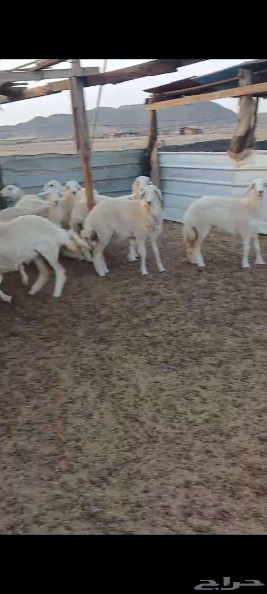 طليان ضيوف ذبايح. ورخال مقاني64261175995777114