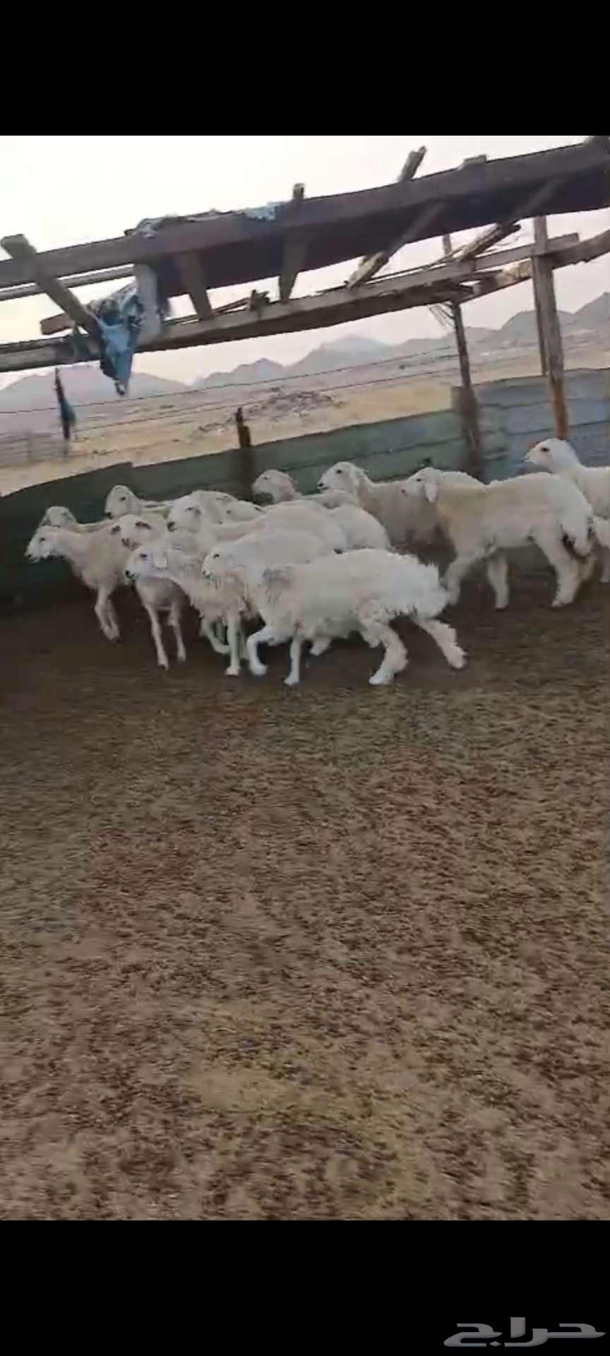 طليان ضيوف ذبايح. ورخال مقاني64261175995777113