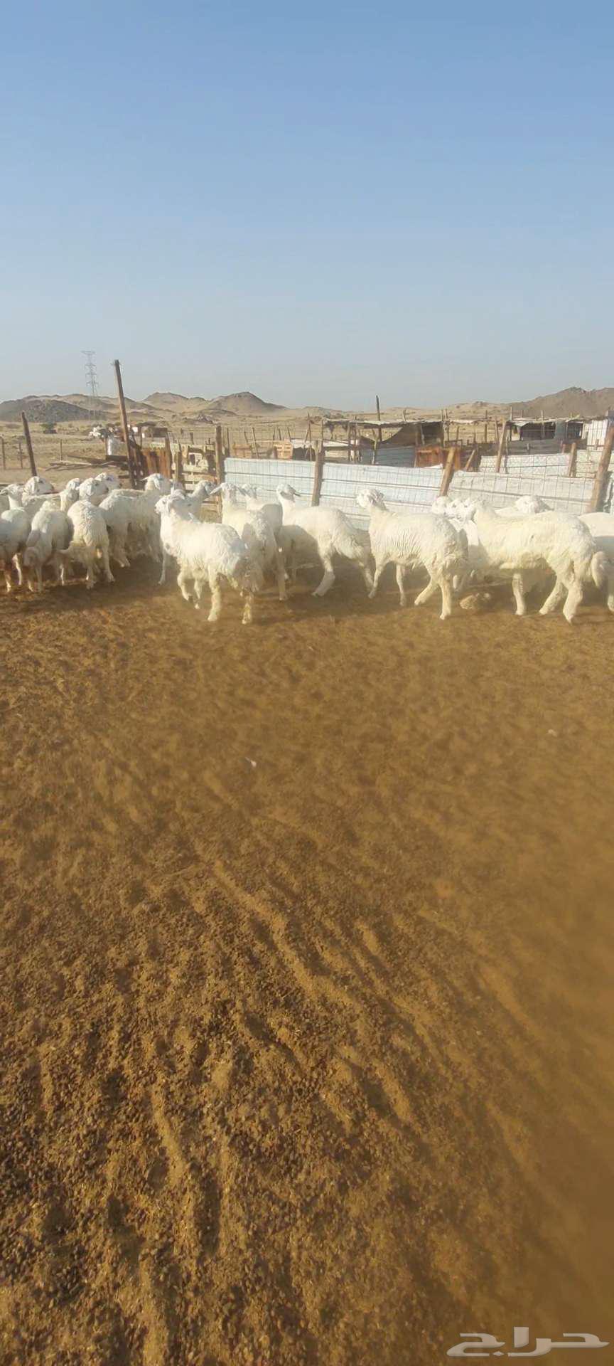 طليان ضيوف ذبايح. ورخال مقاني64261175995777112