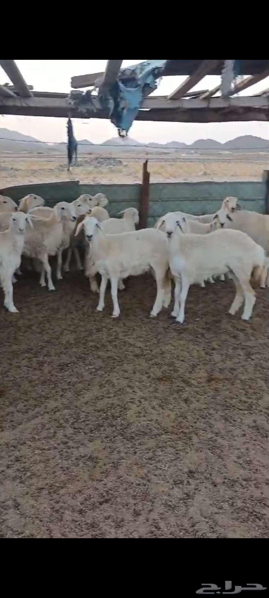 طليان ضيوف ذبايح. ورخال مقاني64261175995777111