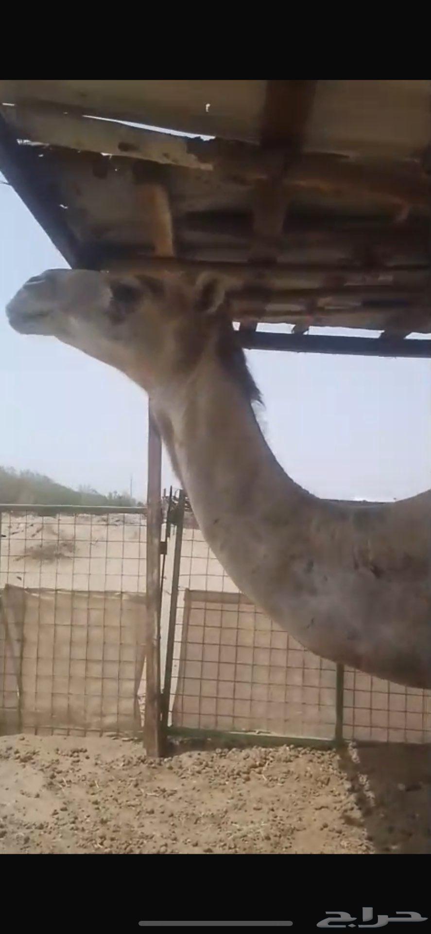 ناقة ملاقي الايام هذي تلد64262517480835111