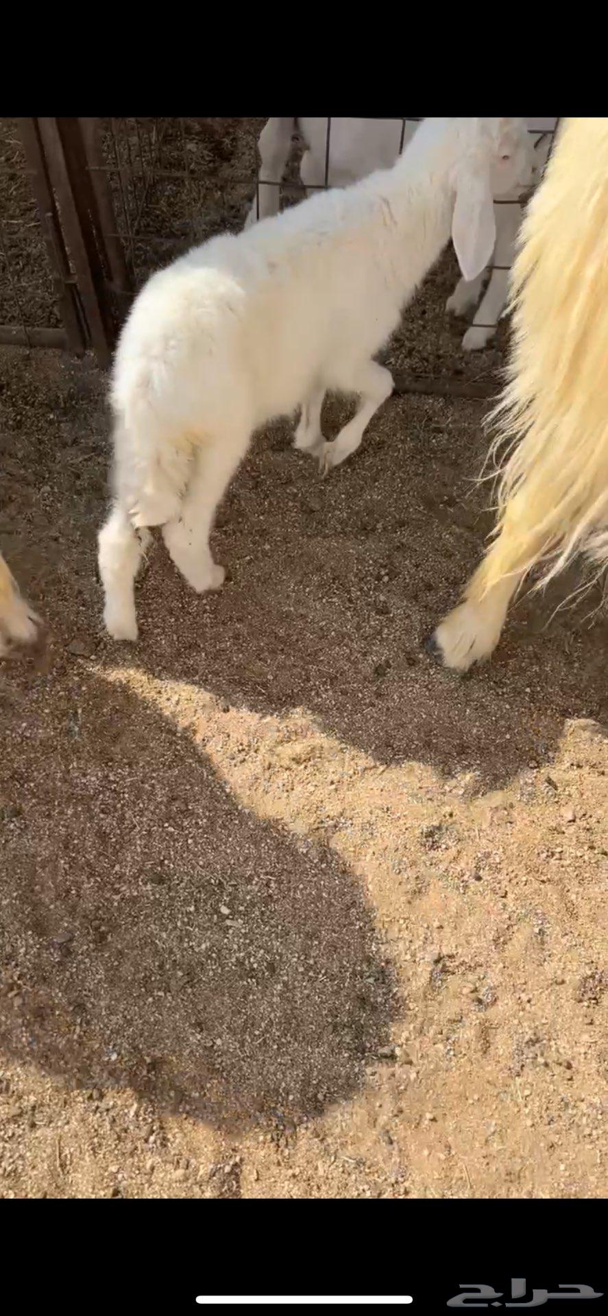 رخل للبيع64263219967746110