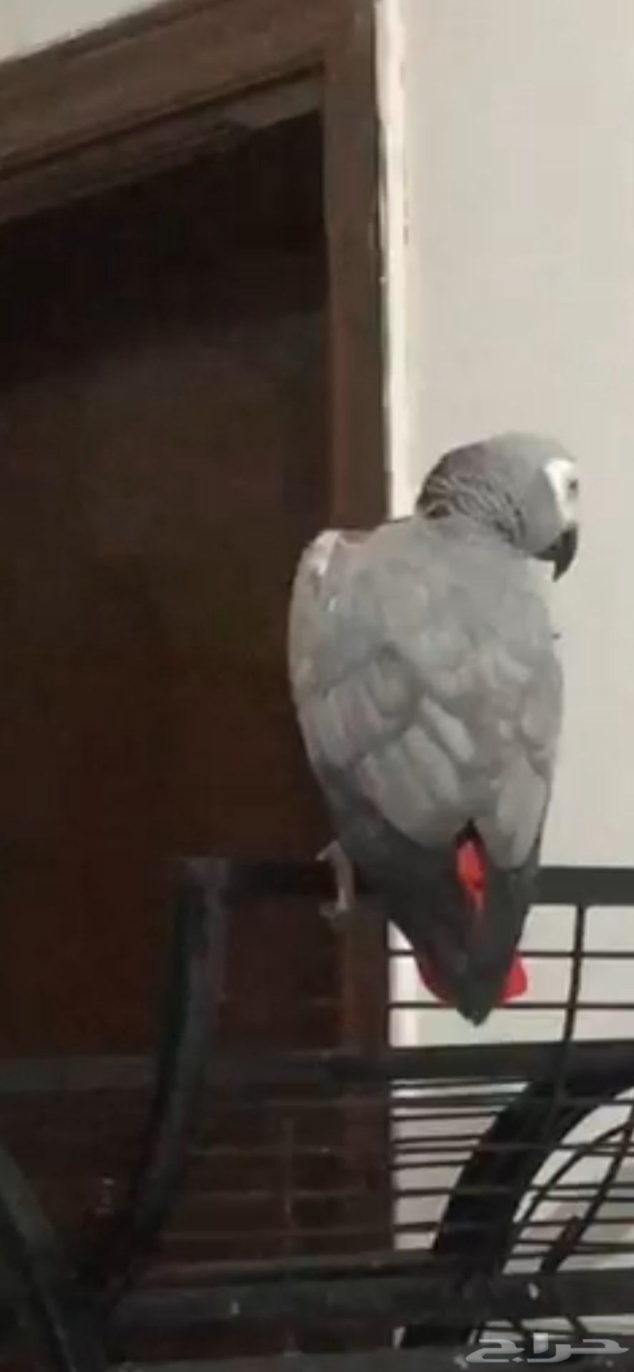 ببغاء كاسكو كبتن كلام64260814382467114