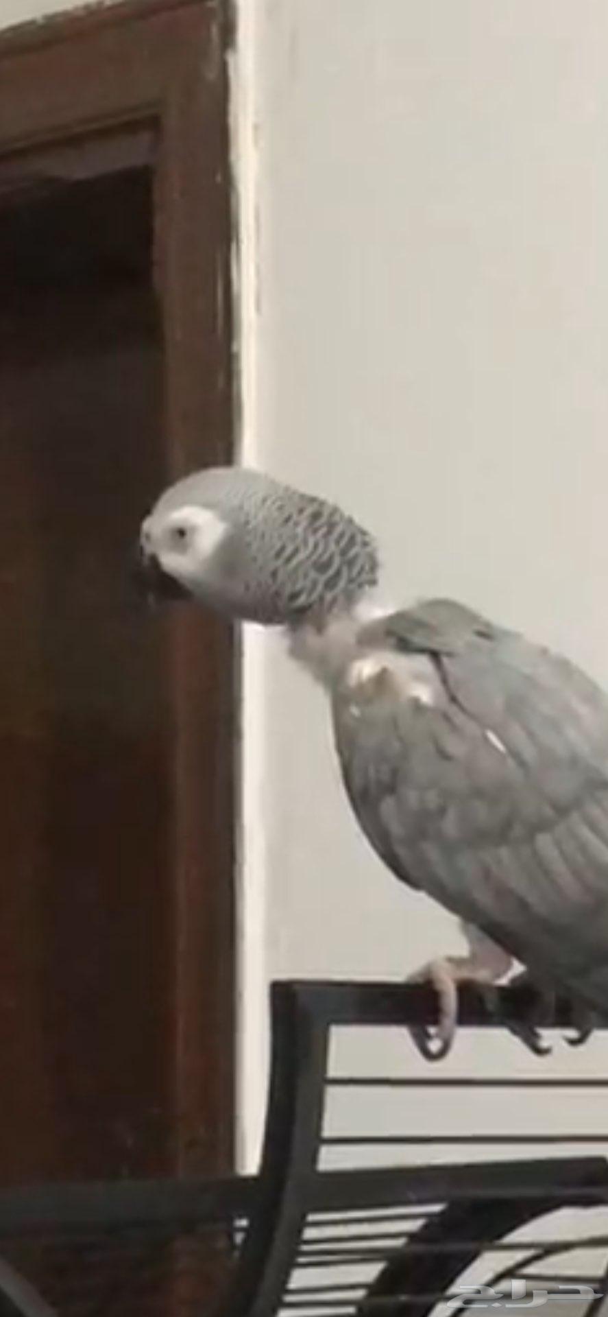 ببغاء كاسكو كبتن كلام64260814382467113