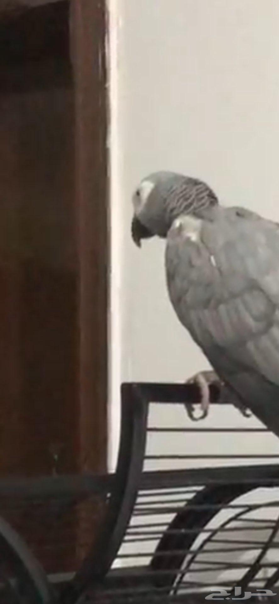 ببغاء كاسكو كبتن كلام64260814382467112