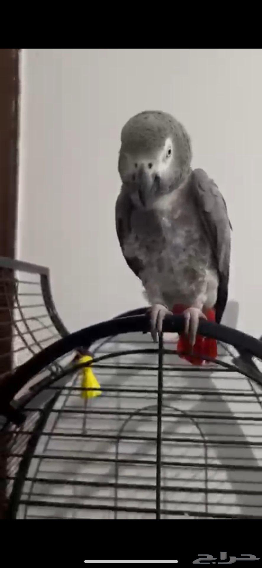 ببغاء كاسكو كبتن كلام64260814382467110