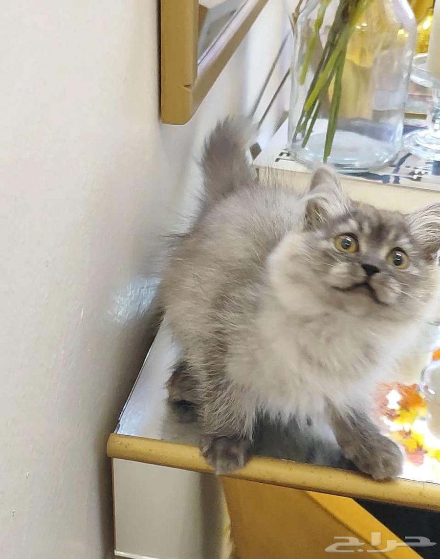 قطة صغيرة هملايا وشيرازي64273523779842112