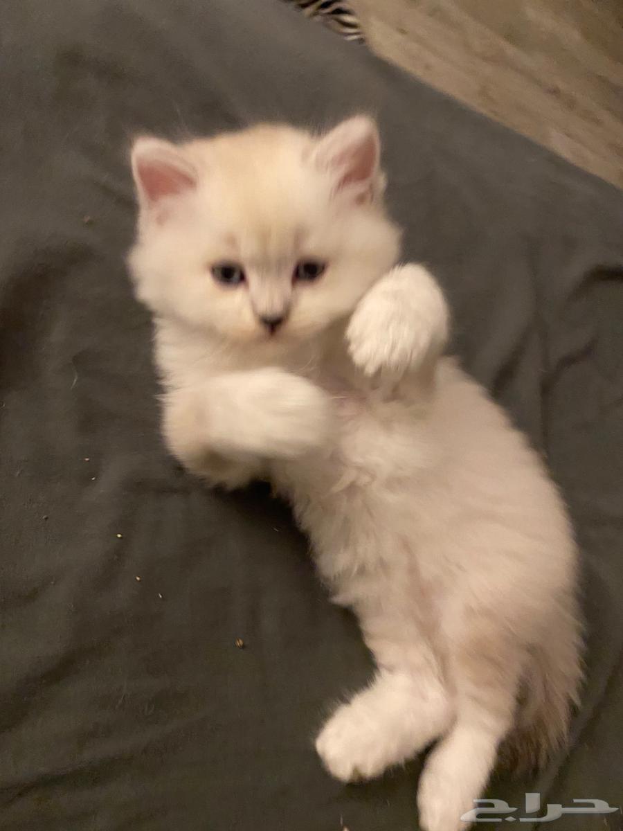 3 قطط سكوتش صغيرة يوجد دفع عن طريق تابي64262701366529112