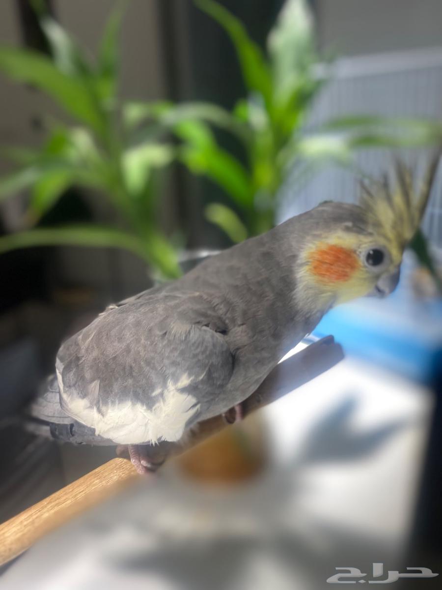 عصفور كروان64262851787393111