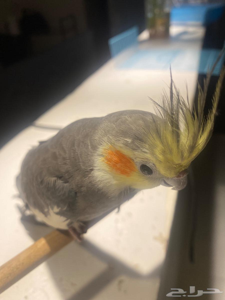 عصفور كروان64262851787393113