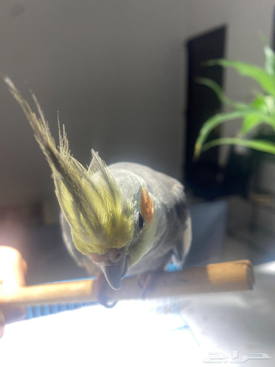 عصفور كروان64262851787393114