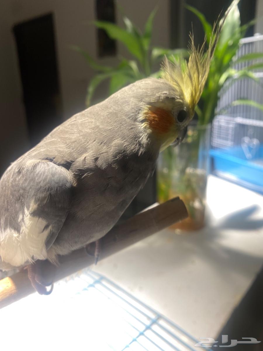 عصفور كروان64262851787393112