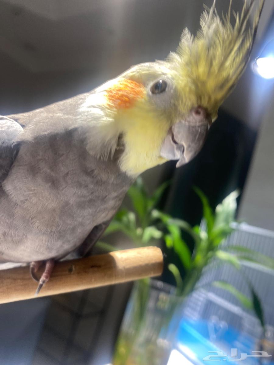 عصفور كروان64262851787393110