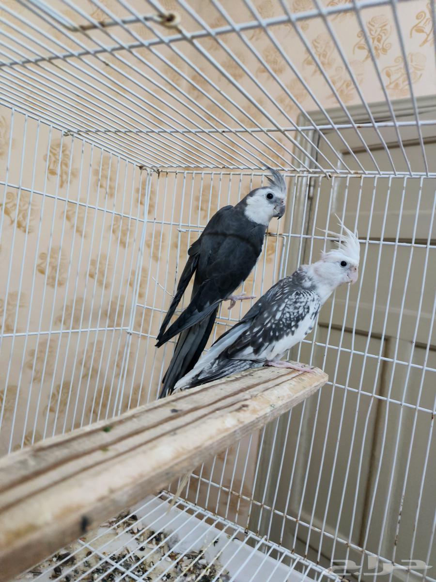 جوز كروان هولندي64263719183234111