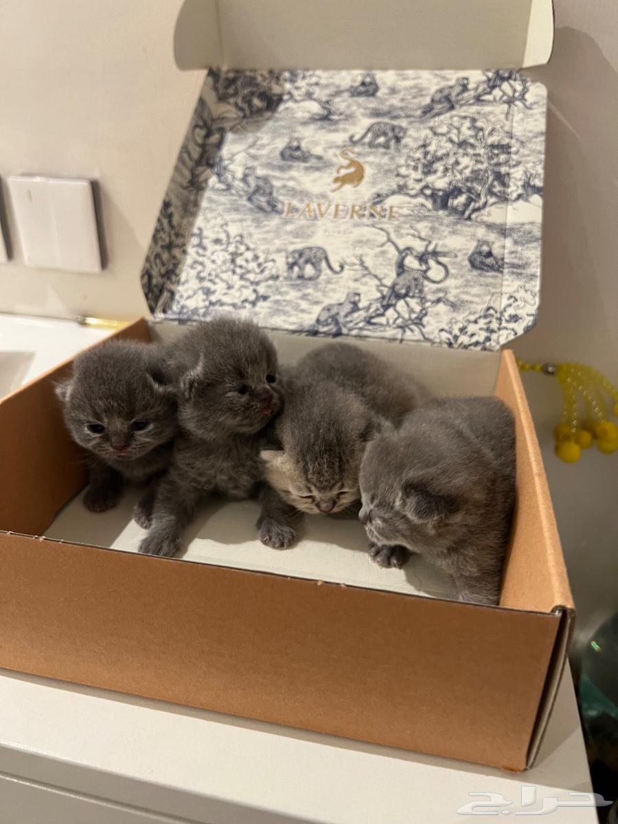 Scottish Fold Kittens64264611519618113
