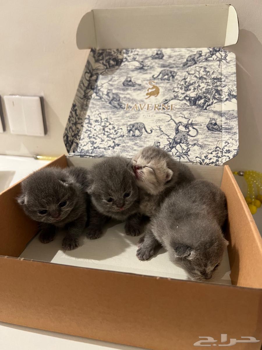 Scottish Fold Kittens64264611519618112