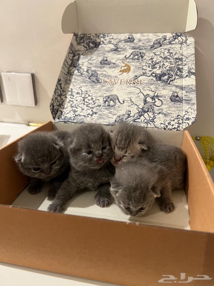 Scottish Fold Kittens64264611519618111