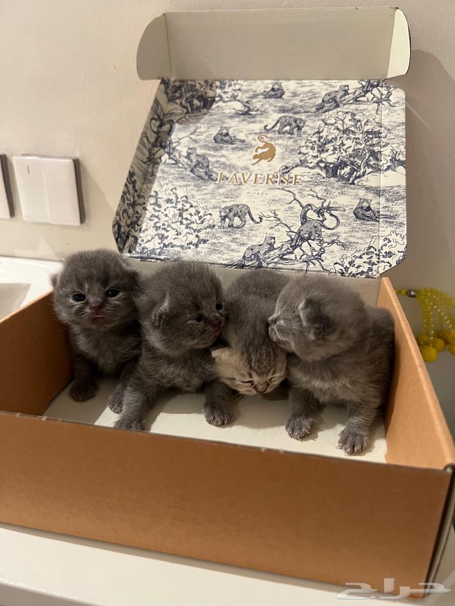 Scottish Fold Kittens64264611519618110