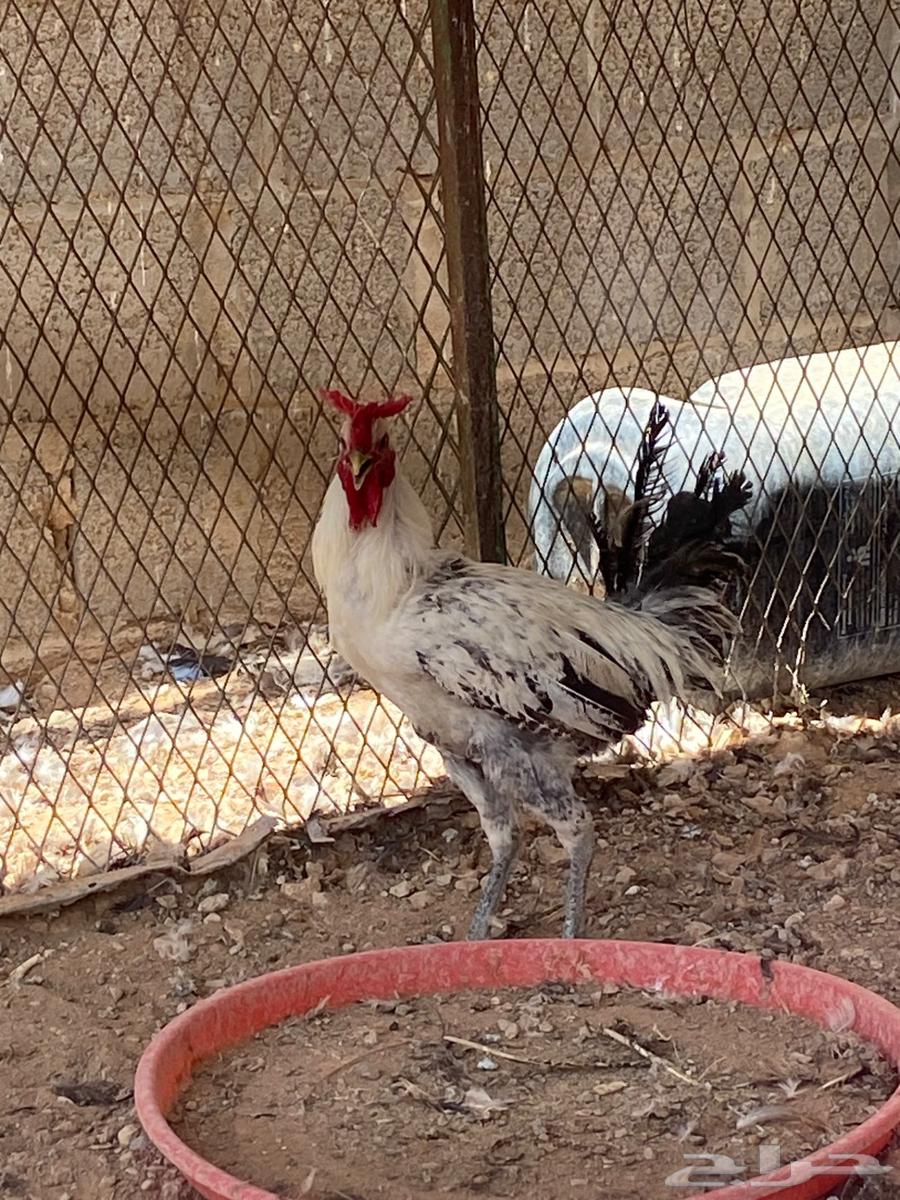 ديكه عربيه العرف تاج مستوا64264809786627112