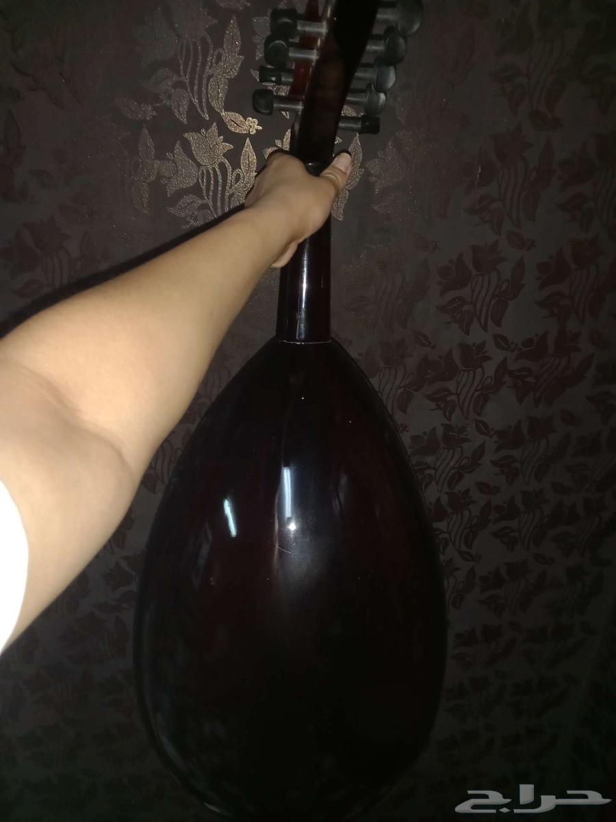 للبيع عود64264980622593110