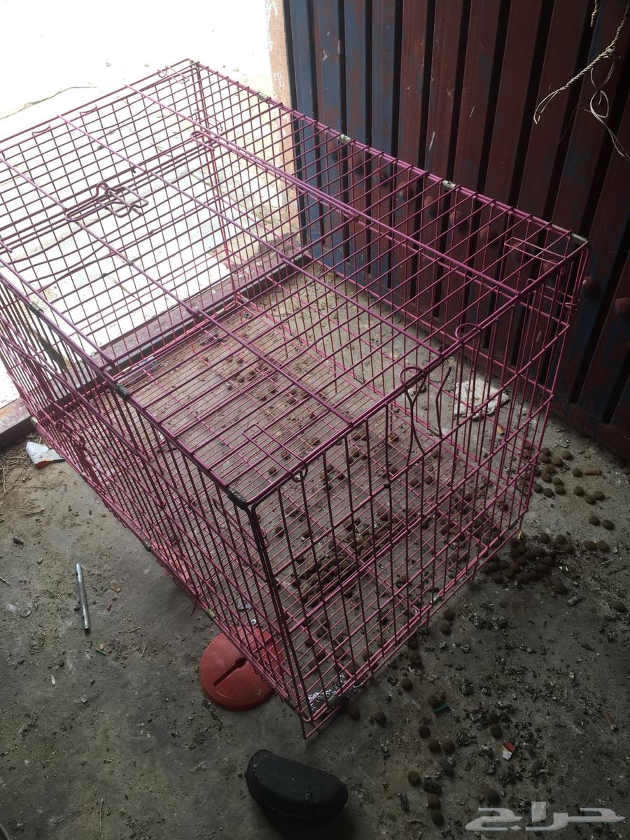 شبك كبير64271009748098114