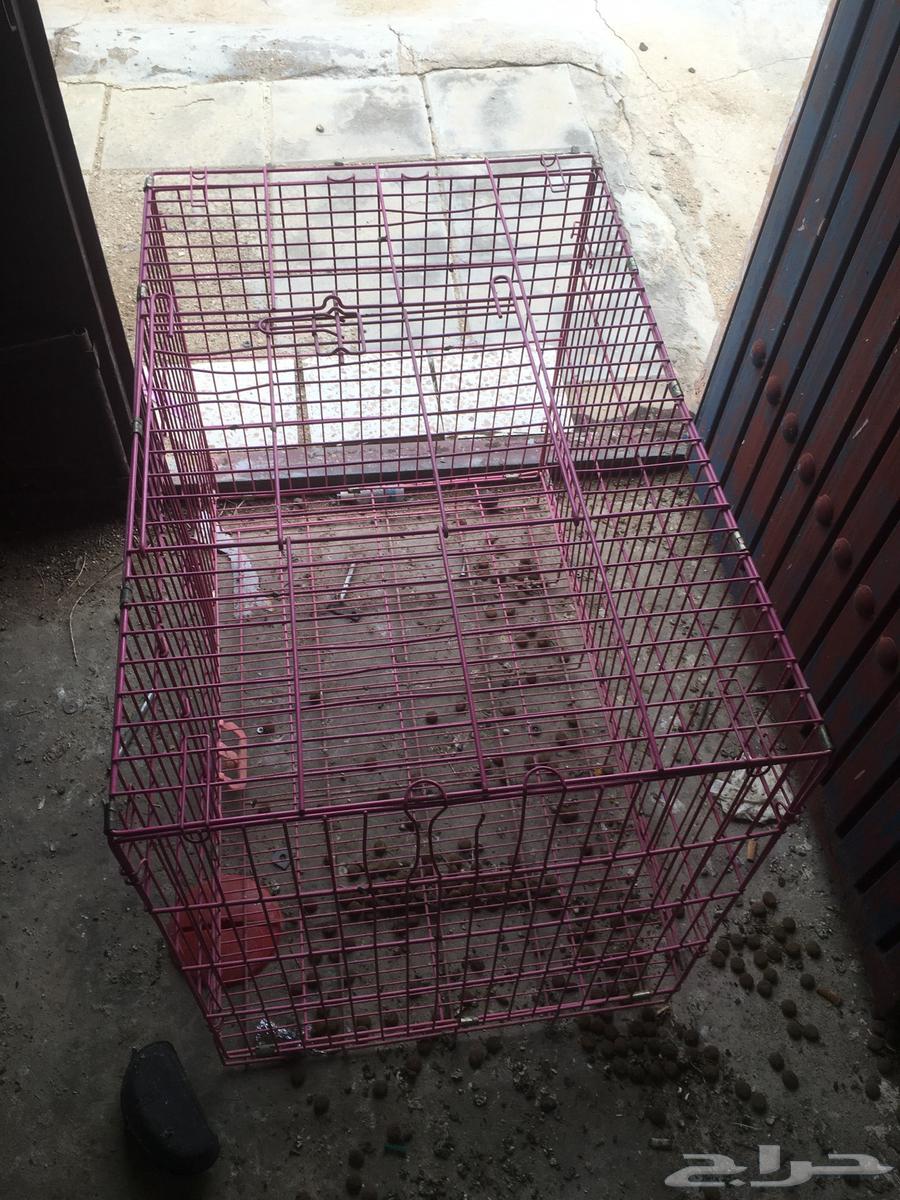 شبك كبير64271009748098111