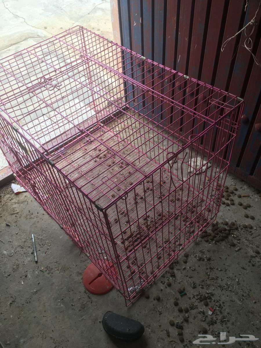 شبك كبير64271009748098110