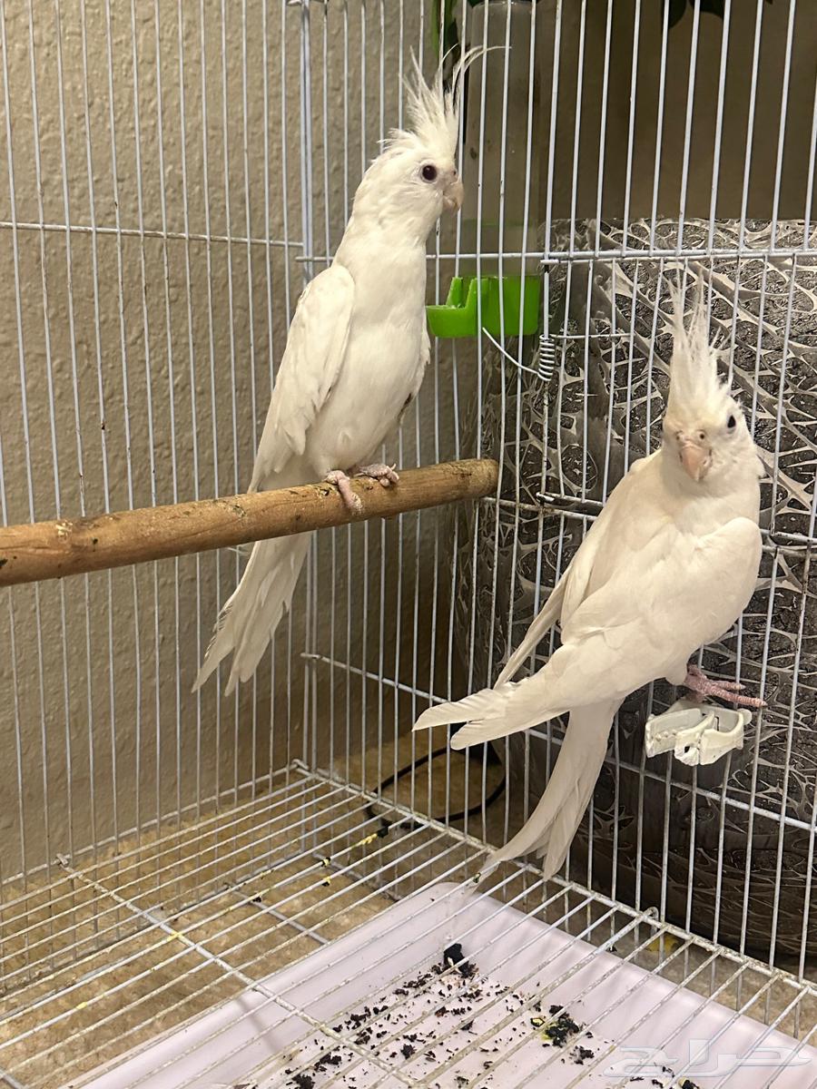 ببغاء كروان ابيض زوجيه منتجه للبيع64273497689858111