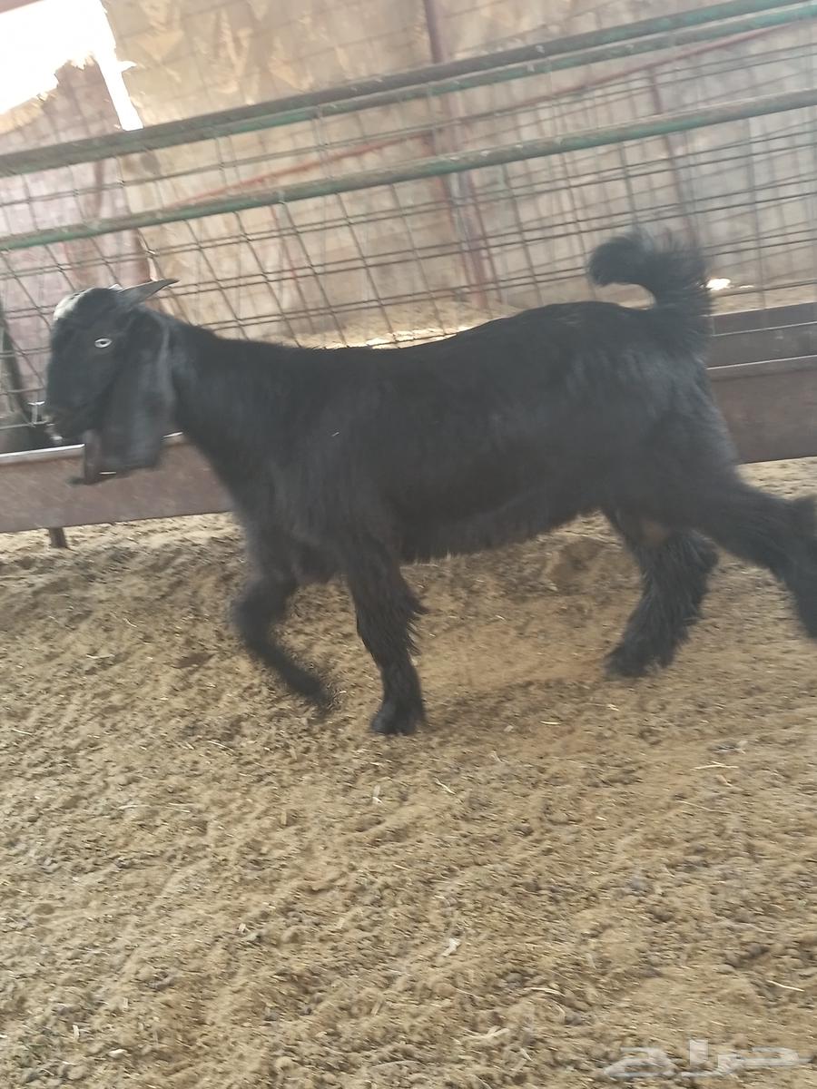 خمس تيوس للبيع64227535265667112